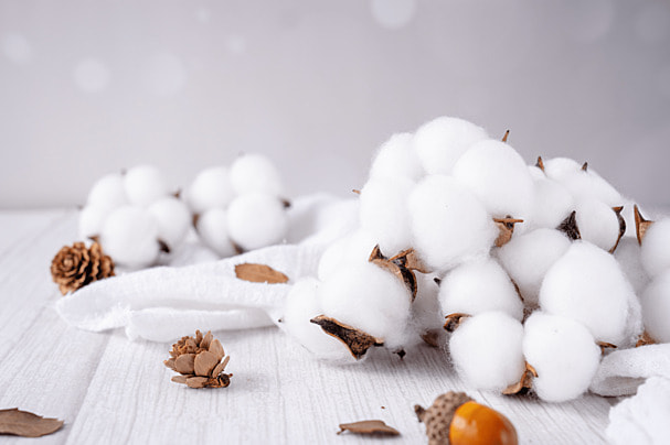 Egyptian cotton fields